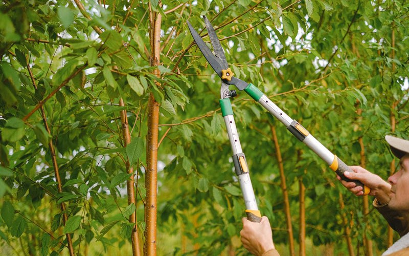 Tree trimming in Tokio, TX