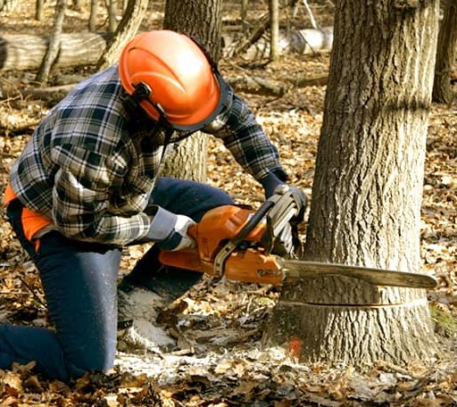 Tree Removal in Tokio, TX